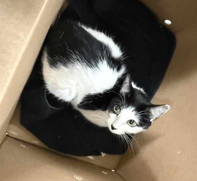 Domino