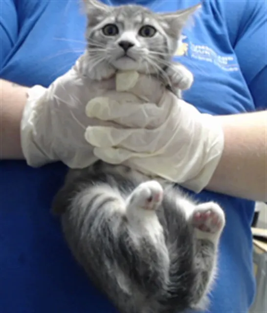 Adoptable Cat