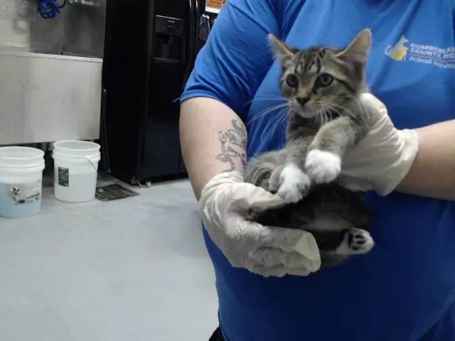 Adoptable Cat