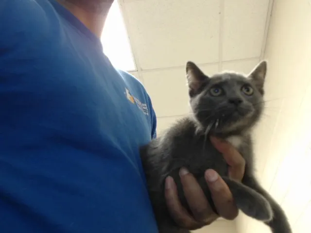 Adoptable Cat