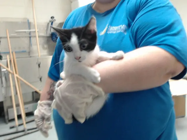 Adoptable Cat