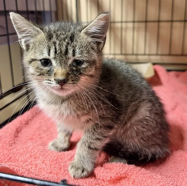 Adoptable Cat