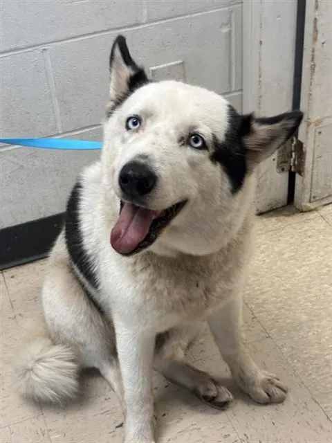 Adoptable Dog
