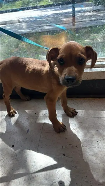Adoptable Dog