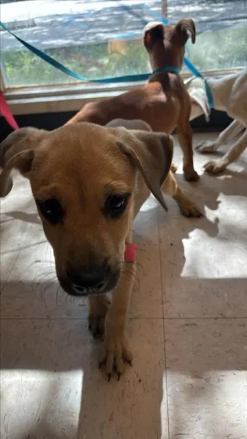Adoptable Dog
