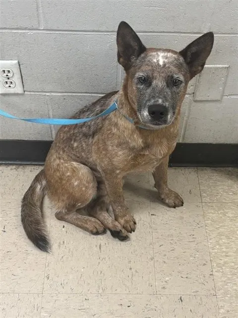 Adoptable Dog