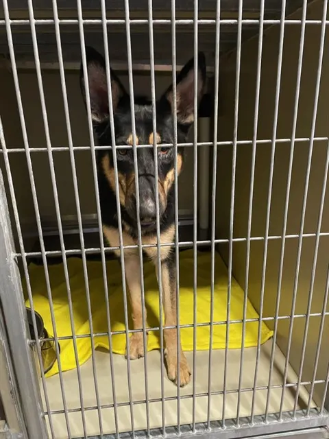 Adoptable Dog