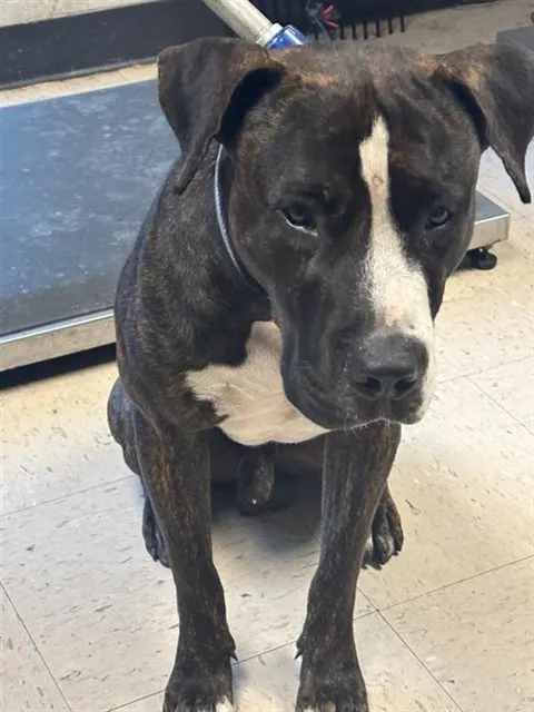 Adoptable Dog