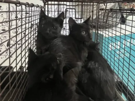 Adoptable Cat
