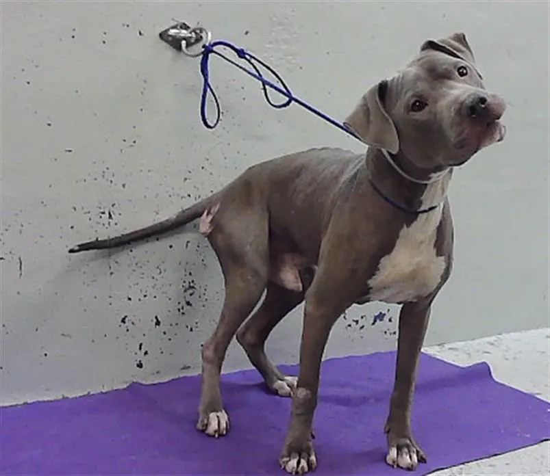 Adoptable Dog