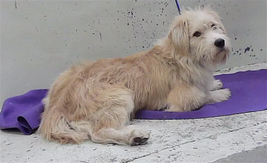 Adoptable Dog
