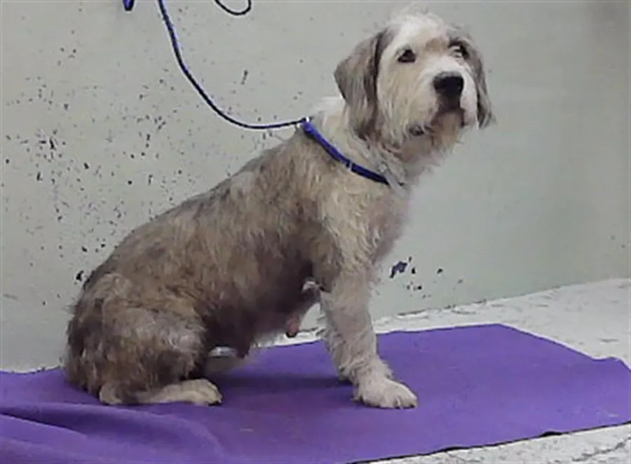Adoptable Dog