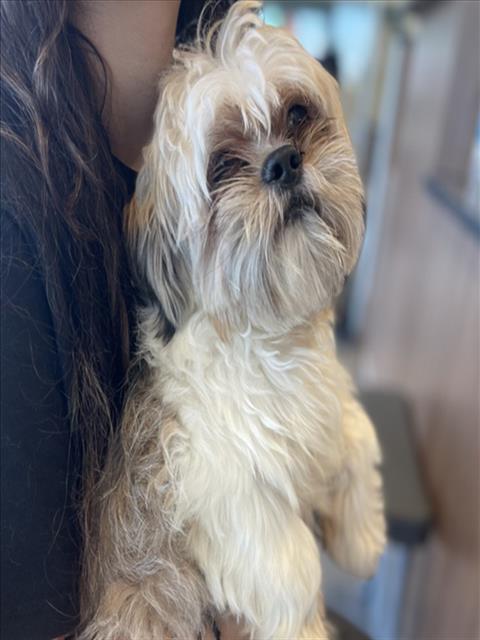 Luca