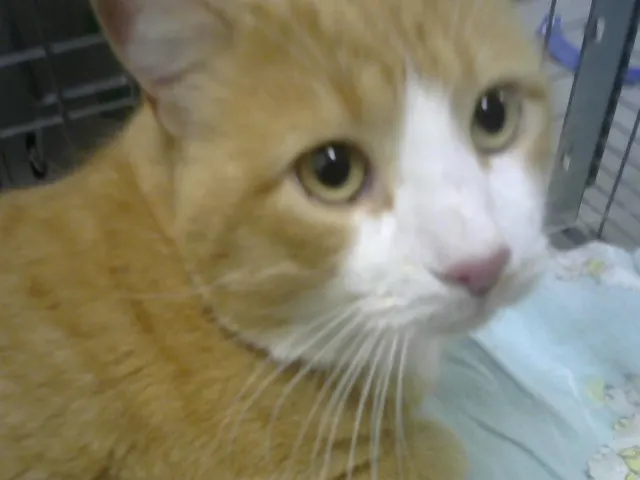 Orange Julius