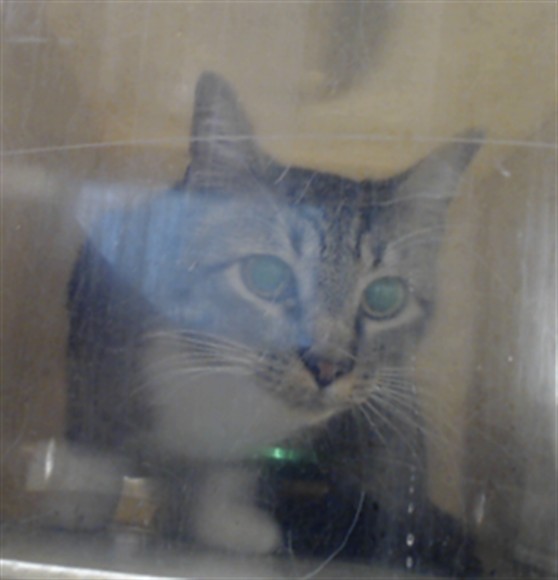 Adoptable Cat