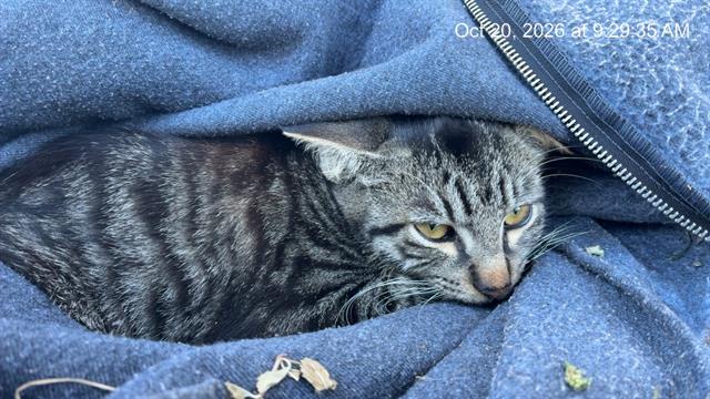 Adoptable Cat