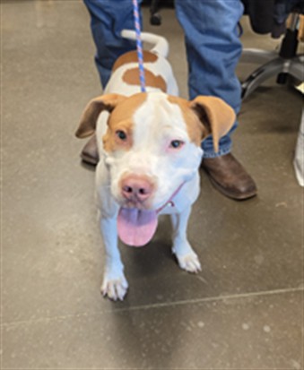 Adoptable Dog