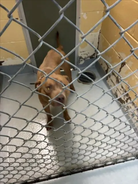 Adoptable Dog