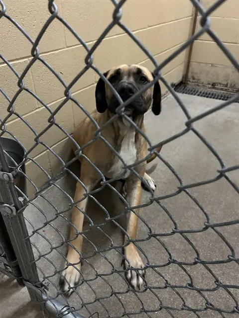 Adoptable Dog