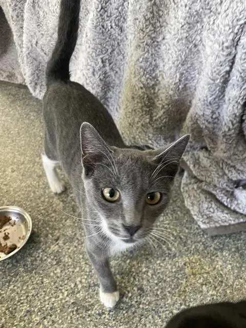 Grey
