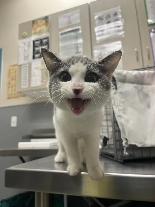 *Meowy