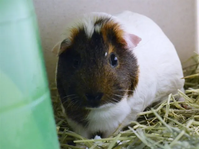 Percy