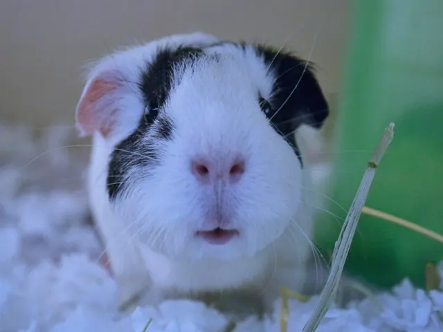 Priscilla