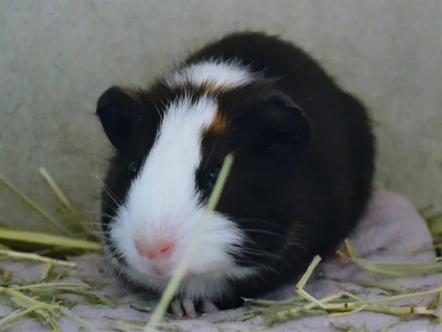 Thelma