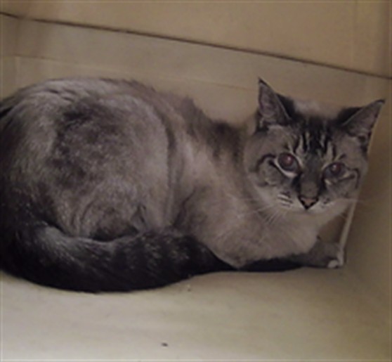 Puddy Cat
