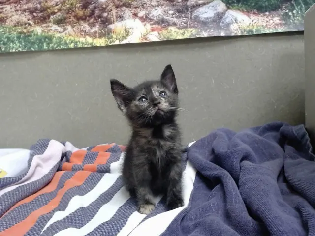 Adoptable Cat