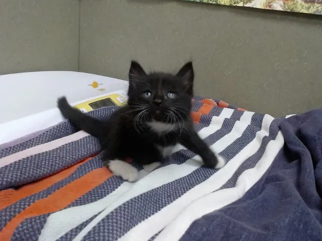 Adoptable Cat
