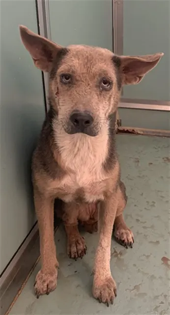 Adoptable Dog