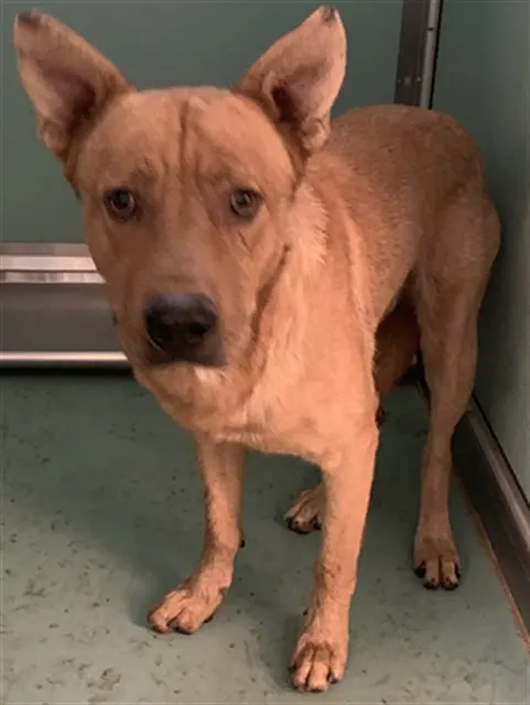 Adoptable Dog