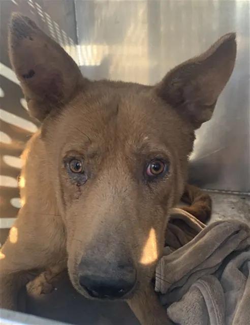 Adoptable Dog