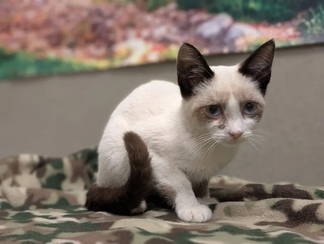 Adoptable Cat