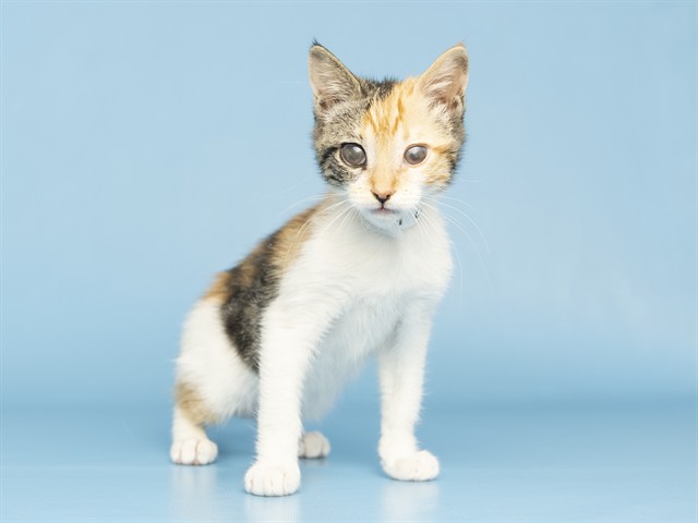Matilda