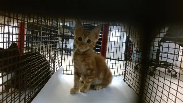 Adoptable Cat