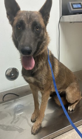 Adoptable Dog