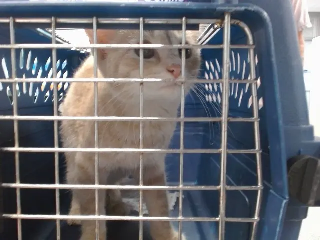 Adoptable Cat