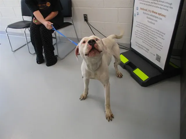 Adoptable Dog