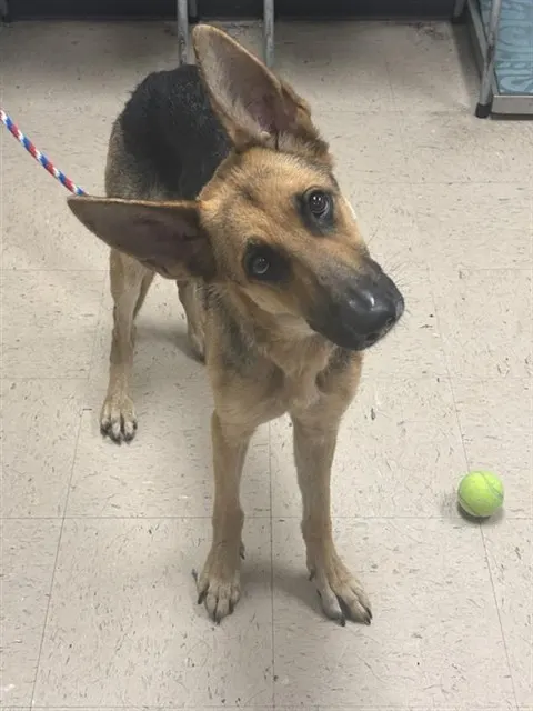 Adoptable Dog