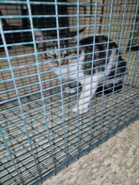 Adoptable Cat