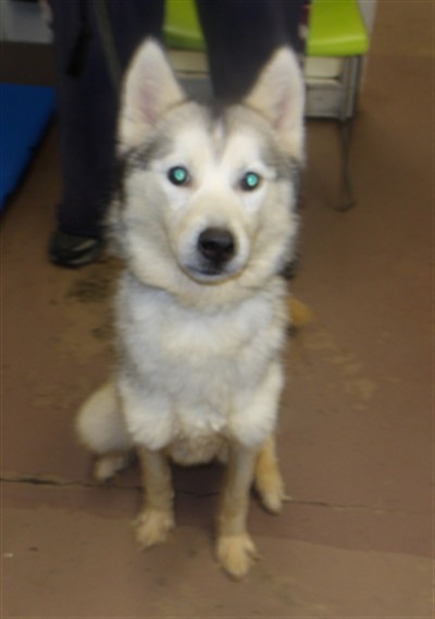 Adoptable Dog