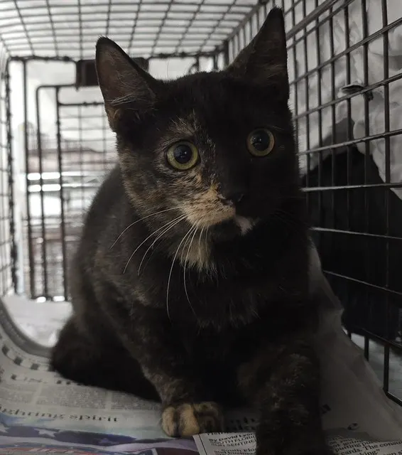 Adoptable Cat