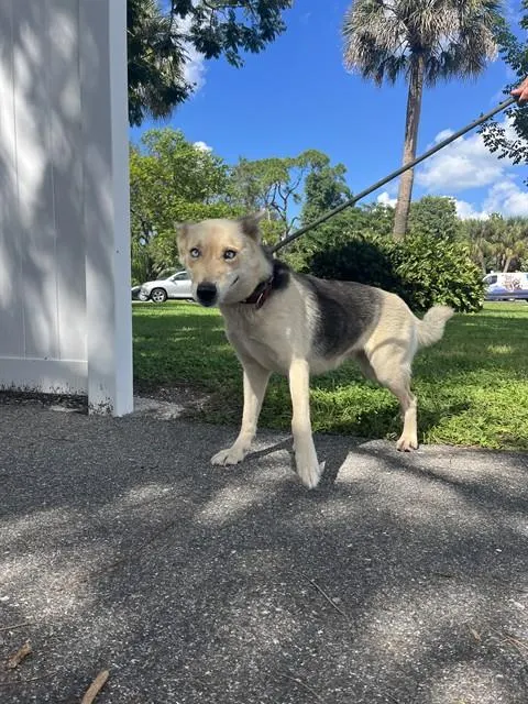Adoptable Dog