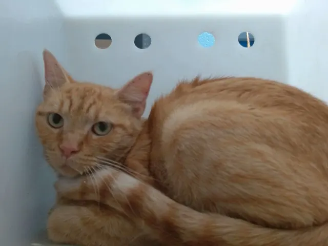 Ginger
