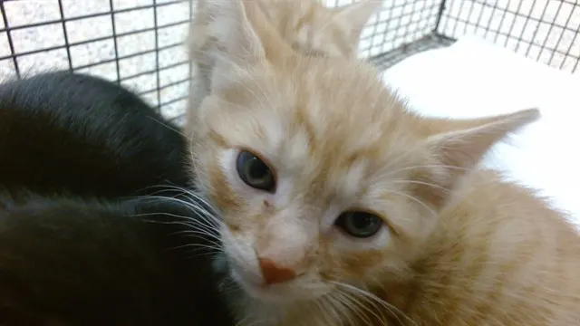 Tom