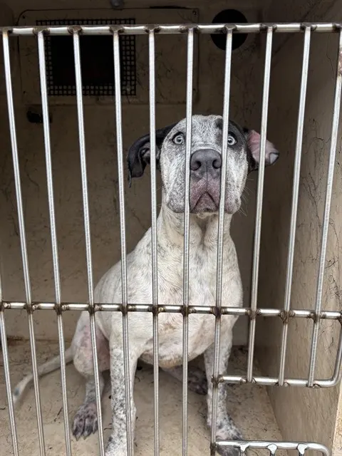 Adoptable Dog