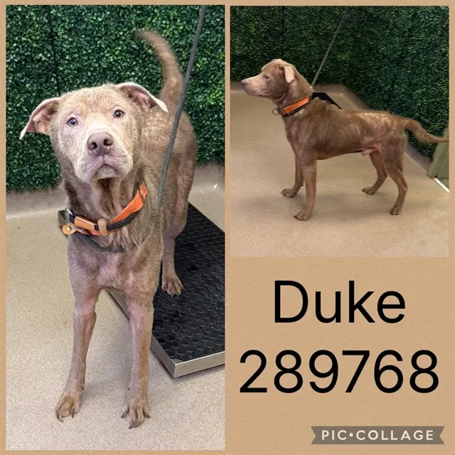Duke