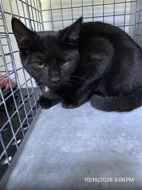Adoptable Cat